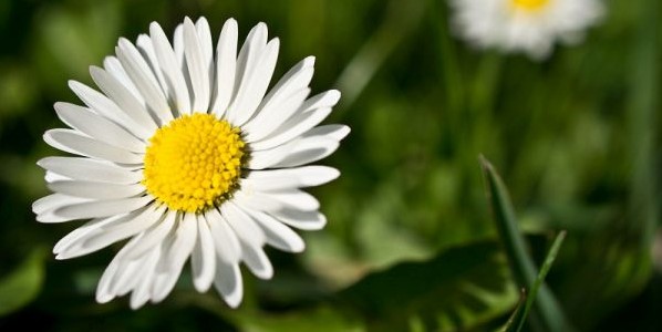 Bellis perennis – Gänseblümchen