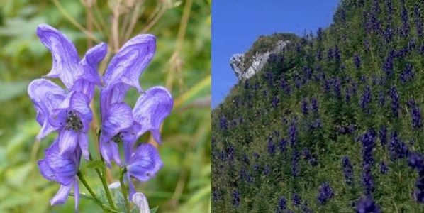 Aconitum napellus – Blauer Eisenhut