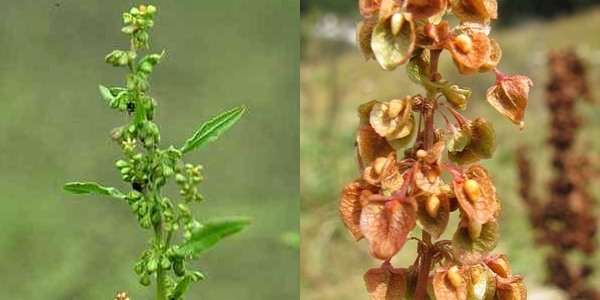 Rumex – Krauser Ampfer