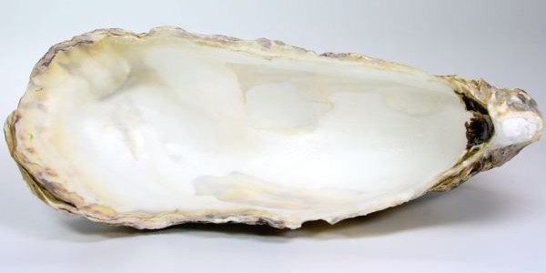 Calcium carbonicum - innere, schneeweiße der Austernschale