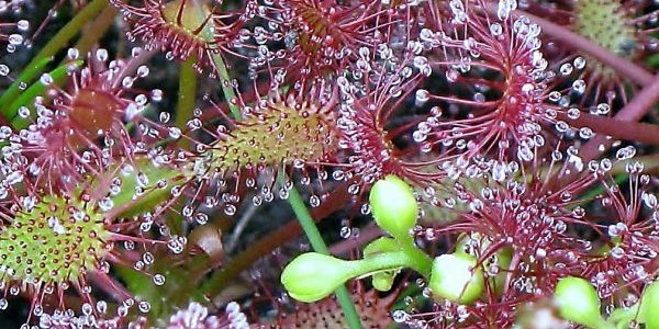 Drosera – Sonnentau