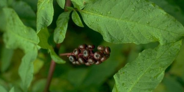 Phytolacca – Kermesbeere