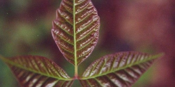 Rhus toxicodendron – Giftsumach