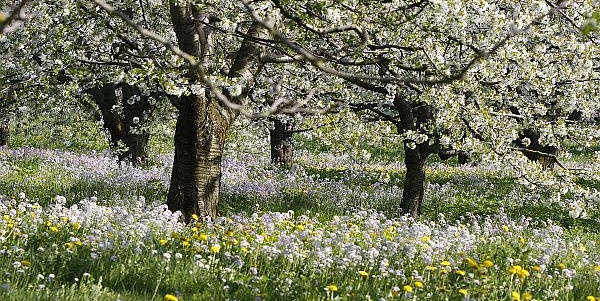 Raus in den Frühling ... Durchstarten mit Homöopathie