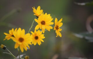 Arnica montana