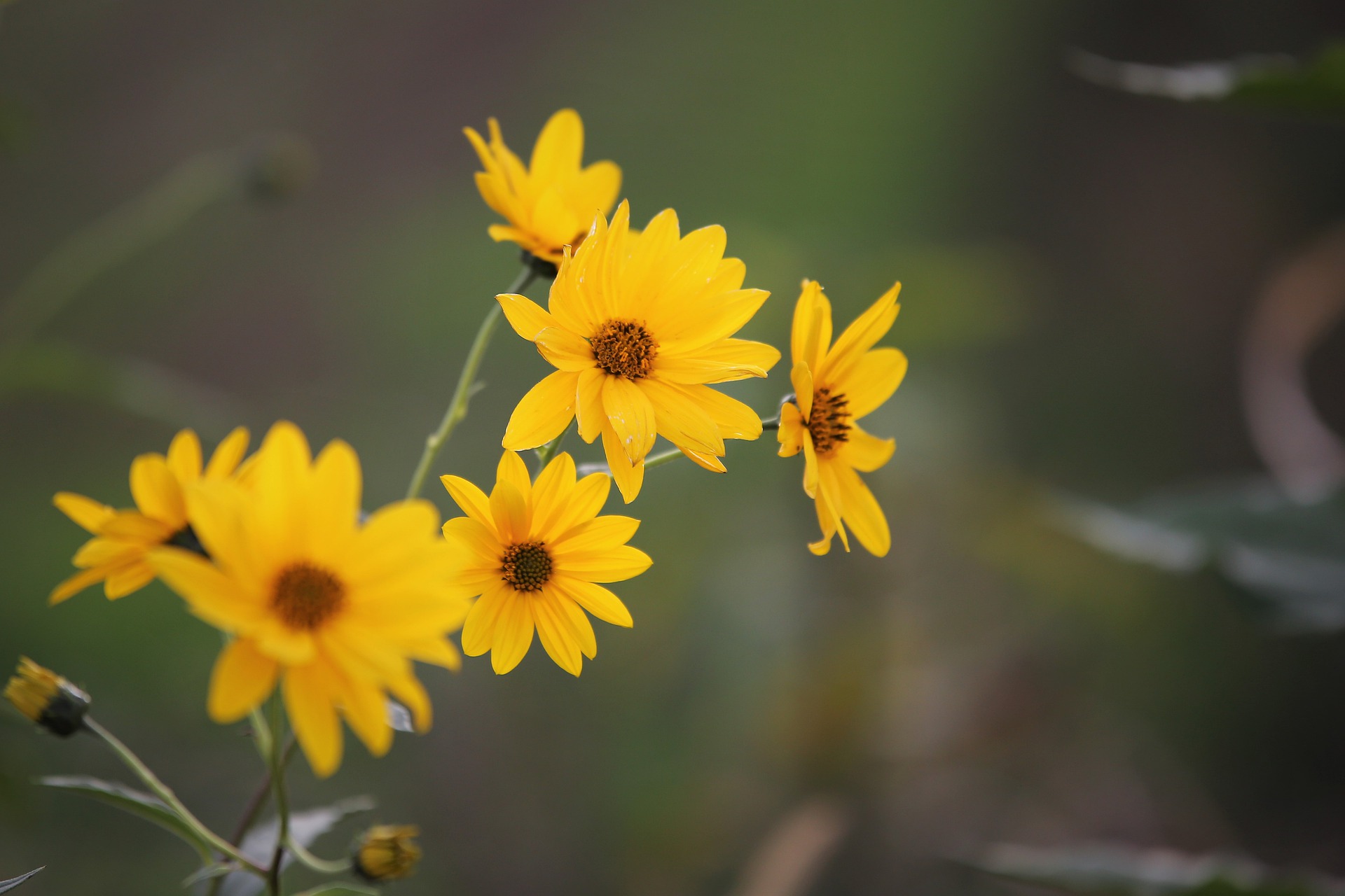 Arnica montana