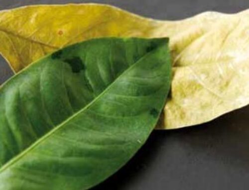 Repertorisation & Mittelwahl in der Homöopathie