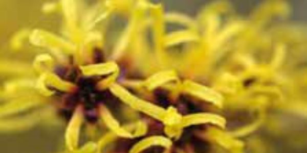 Nasenbluten schnell stoppen - Hamamelis