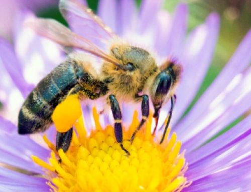 Wenn ein Insektenstich stark anschwillt: Apis mellifica im Fokus