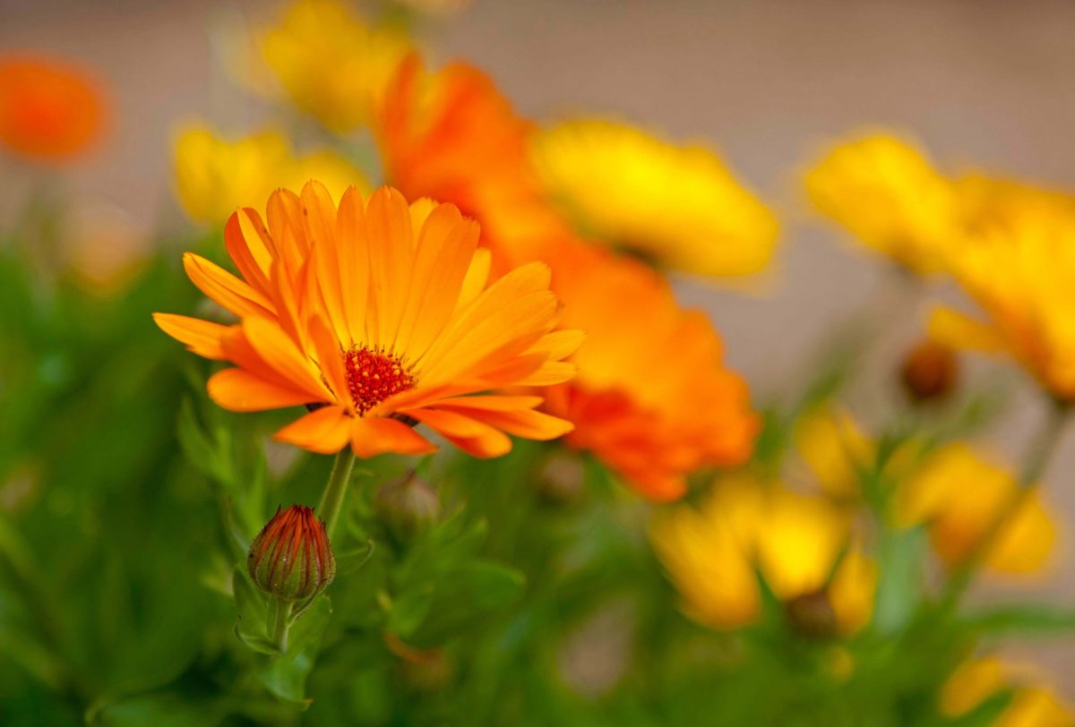 Marigold (Calendula officinalis), flowers, Germany