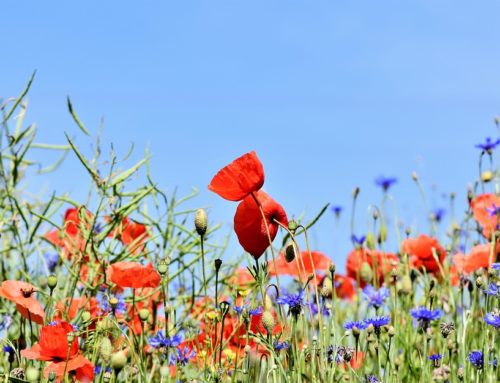 Homöopathie bei Heuschnupfen und Allergien