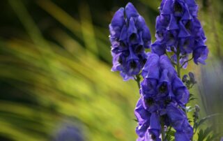 Aconitum napellus, der blaue Eisenhut oder Sturmhut