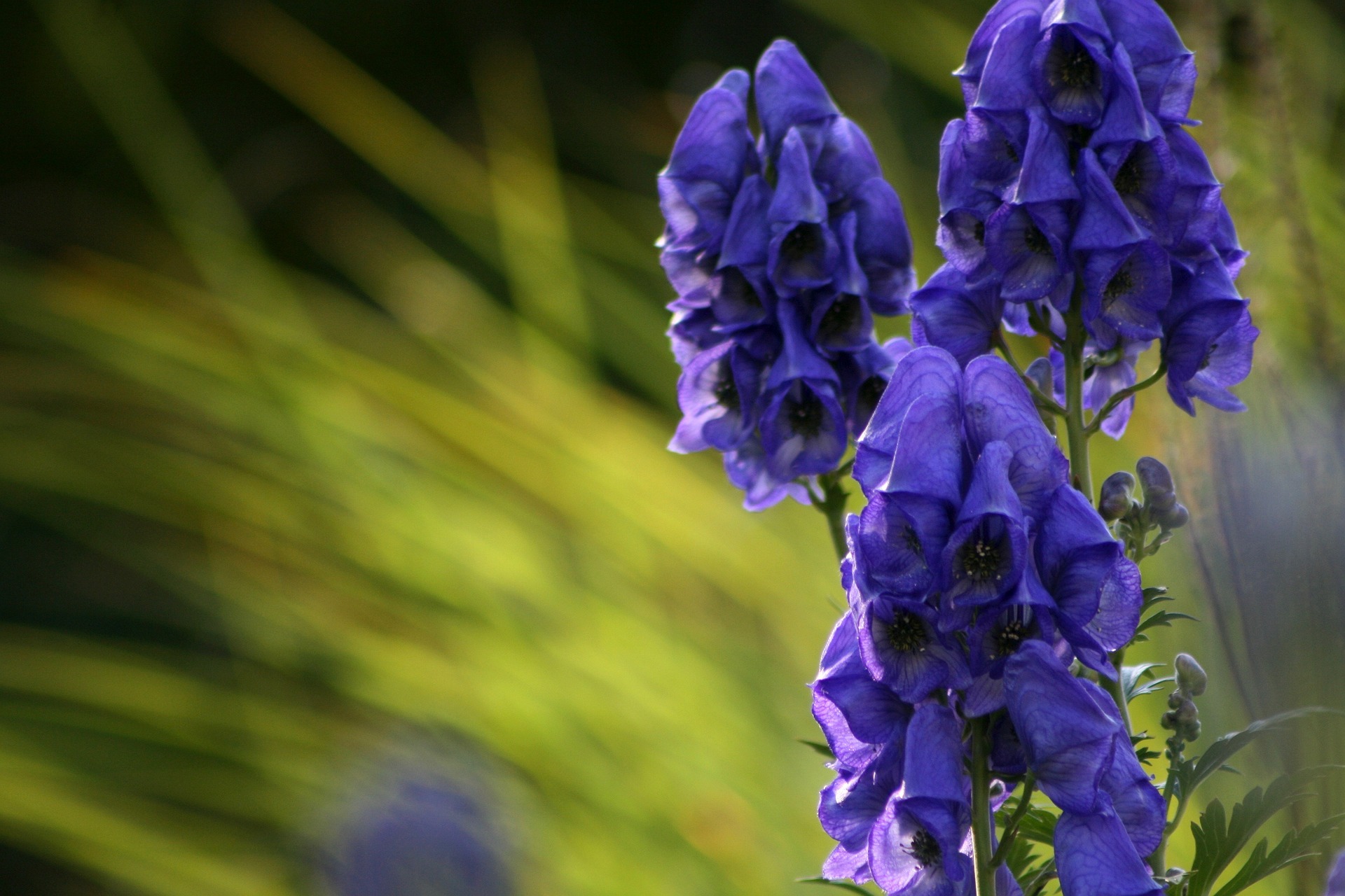 Aconitum napellus, der blaue Eisenhut oder Sturmhut