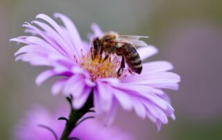 Apis mellifica, die Honigbiene