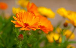 Calendula, Ringelblume