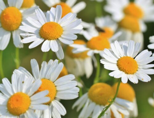 Chamomilla, die Kamille – Homöopathie-Arzneien von A-Z