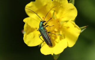 Cantharis, die spanische Fliege
