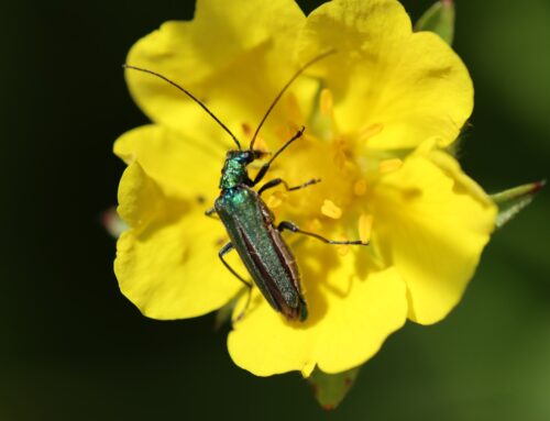 Cantharis, die spanische Fliege – Homöopathie-Arzneien von A-Z