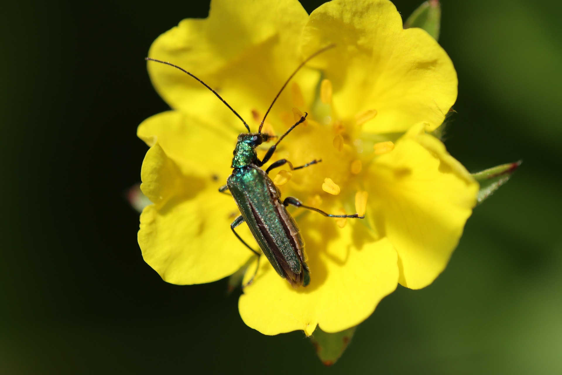 Cantharis, die spanische Fliege