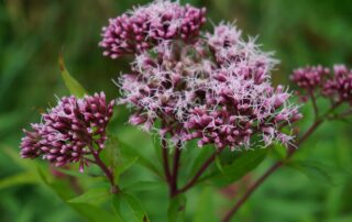 Eupatorium der Wasserhanf