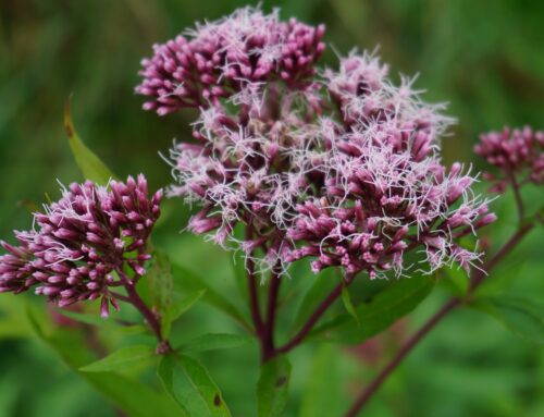 Eupatorium, der Wasserhanf – Homöopathie-Arzneien von A-Z