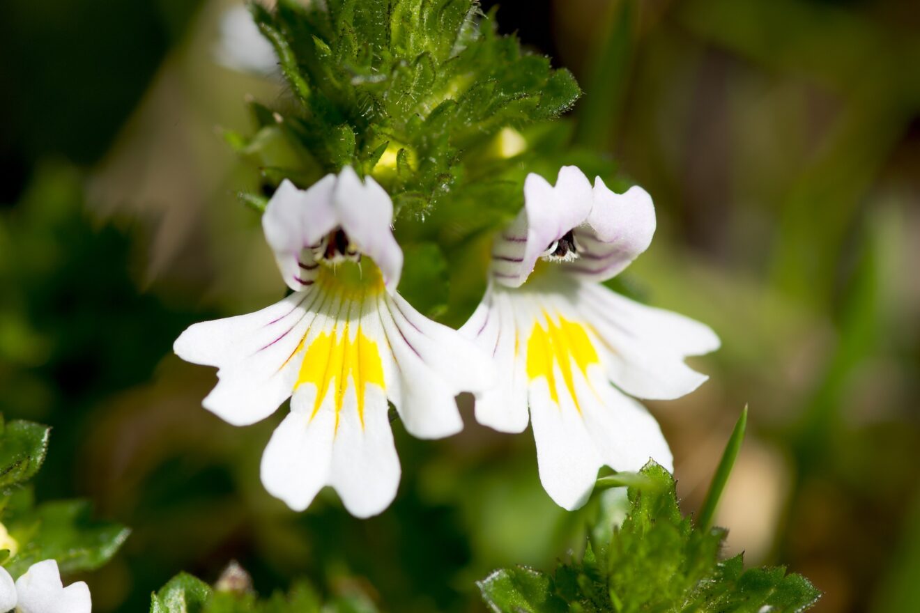 Euphrasia officinalis, der Augentrost