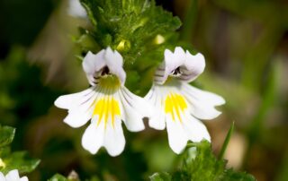Euphrasia officinalis, der Augentrost