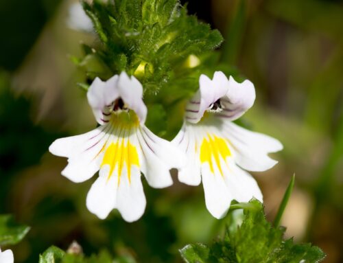 Euphrasia officinalis, der Augentrost – Homöopathie-Arzneien von A-Z