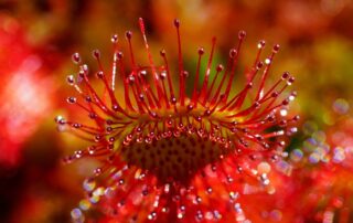 Drosera der Sonnentau