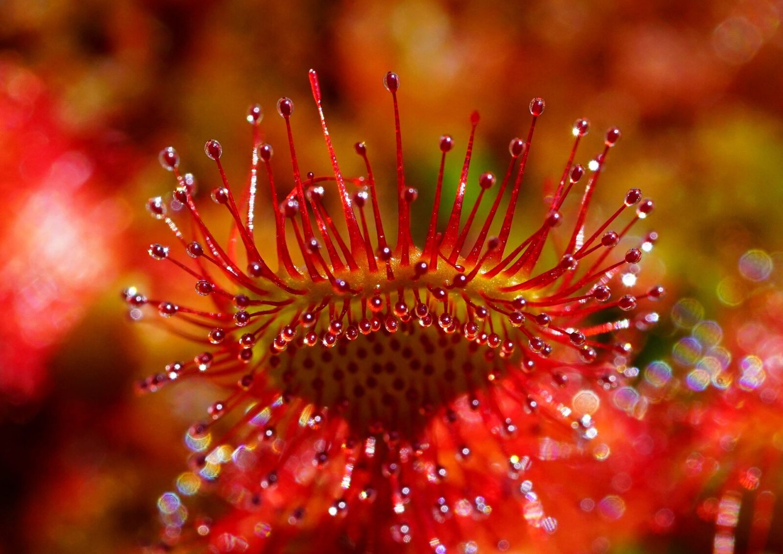 Drosera der Sonnentau