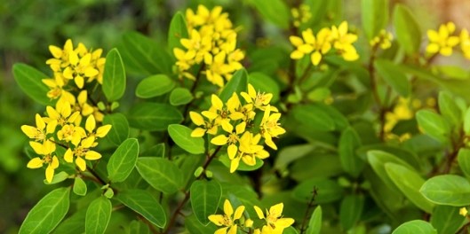 Galphimia glauca kleiner Goldregen