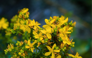 Hypericum perforatum