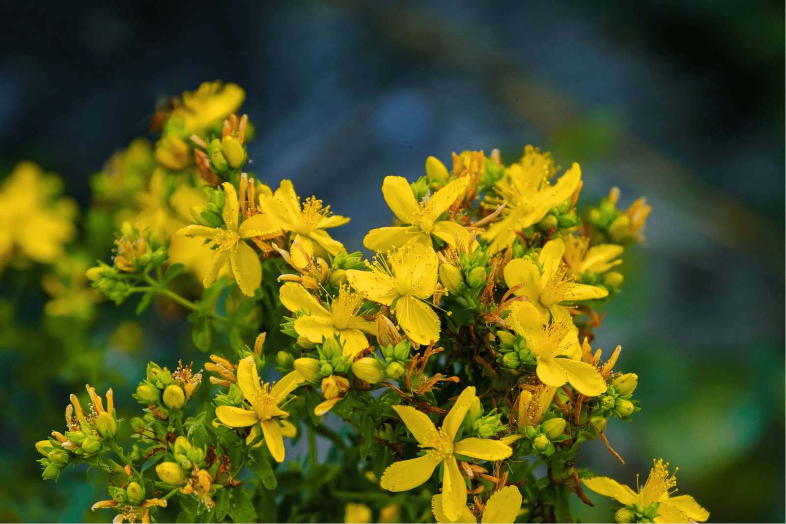 Hypericum perforatum