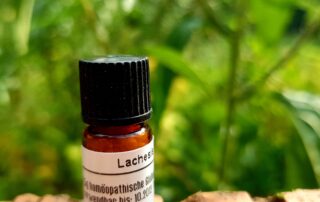 Lachesis, Gift der Buschmeister-Schlange