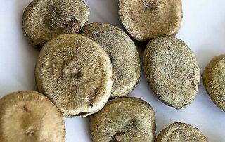 Nux vomica die Brechnuss