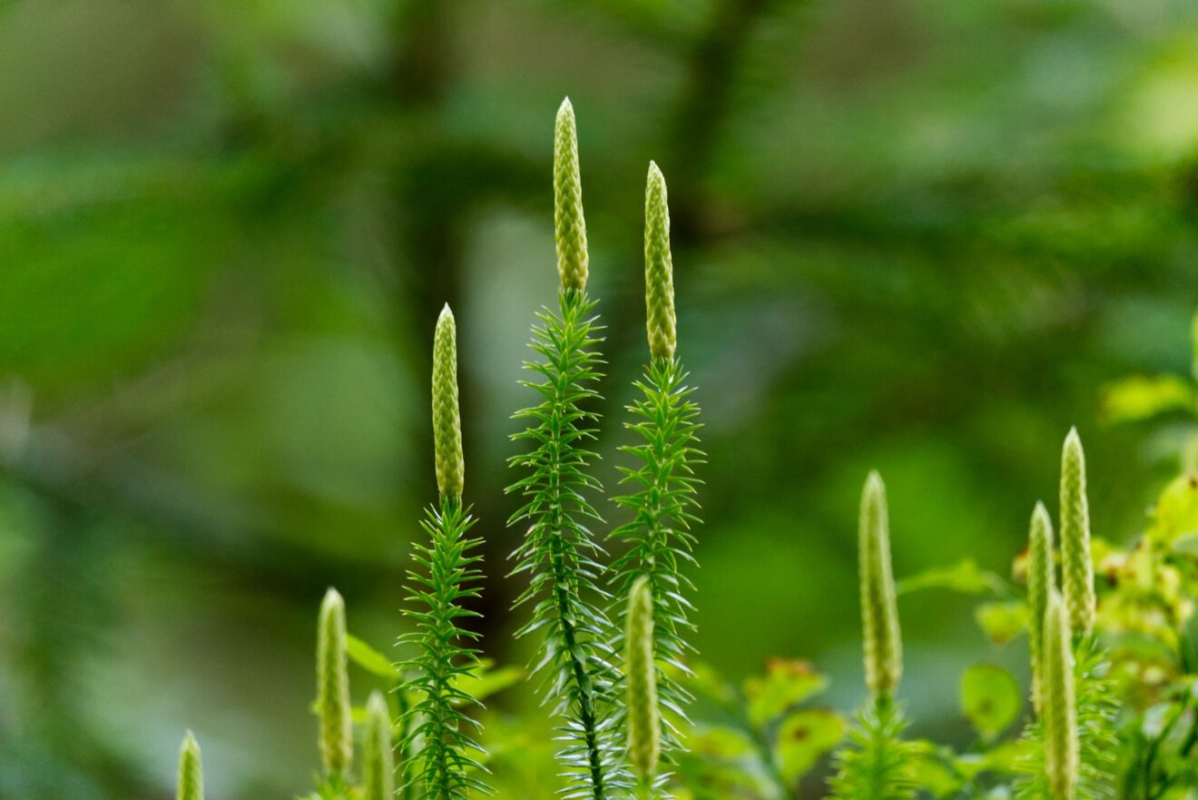 Lycopodium, der Keulen- oder Kolbenbärlapp