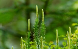 Lycopodium, der Keulen- oder Kolbenbärlapp