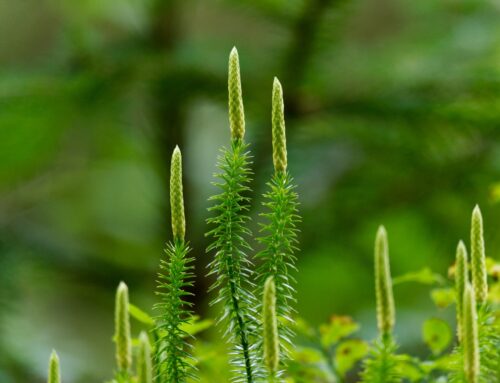 Lycopodium, der Keulen- oder Kolbenbärlapp – Homöopathie-Arzneien von A-Z