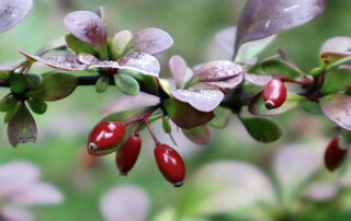 Arzneimittelbild Berberis vulgaris