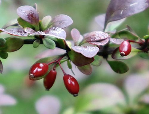 Berberis vulgaris: Arzneimittelbild zur Berberitze ergänzt