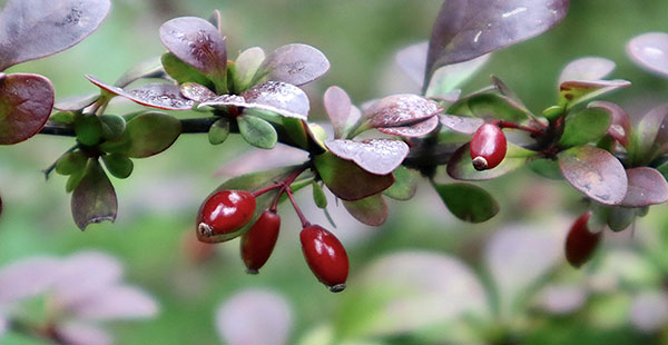 Arzneimittelbild Berberis vulgaris