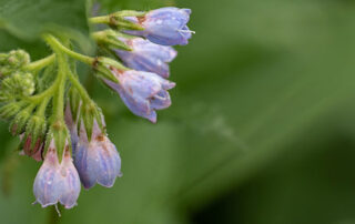 Beinwell - Symphytum officinale