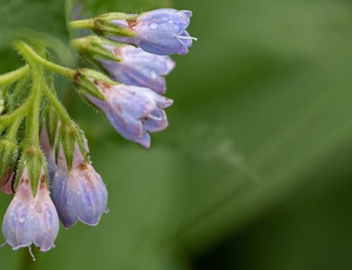 Symphytum officinale: Arzneimittelbild zu Beinwell ergänzt